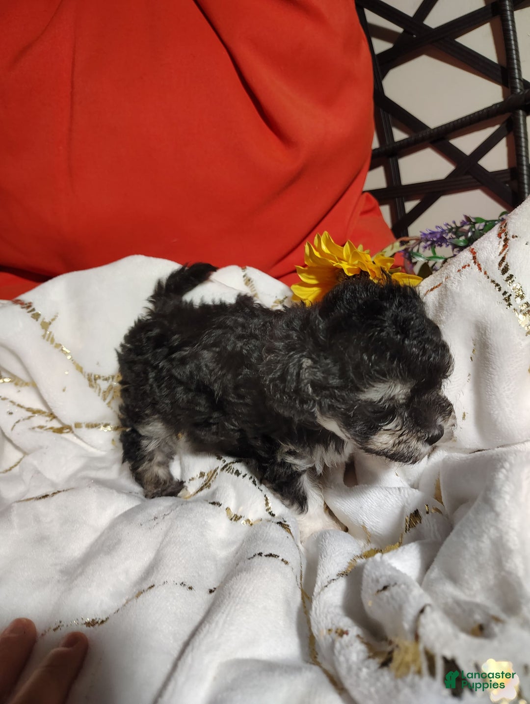 Maltipoo dogs for sale: Olive - Image 7