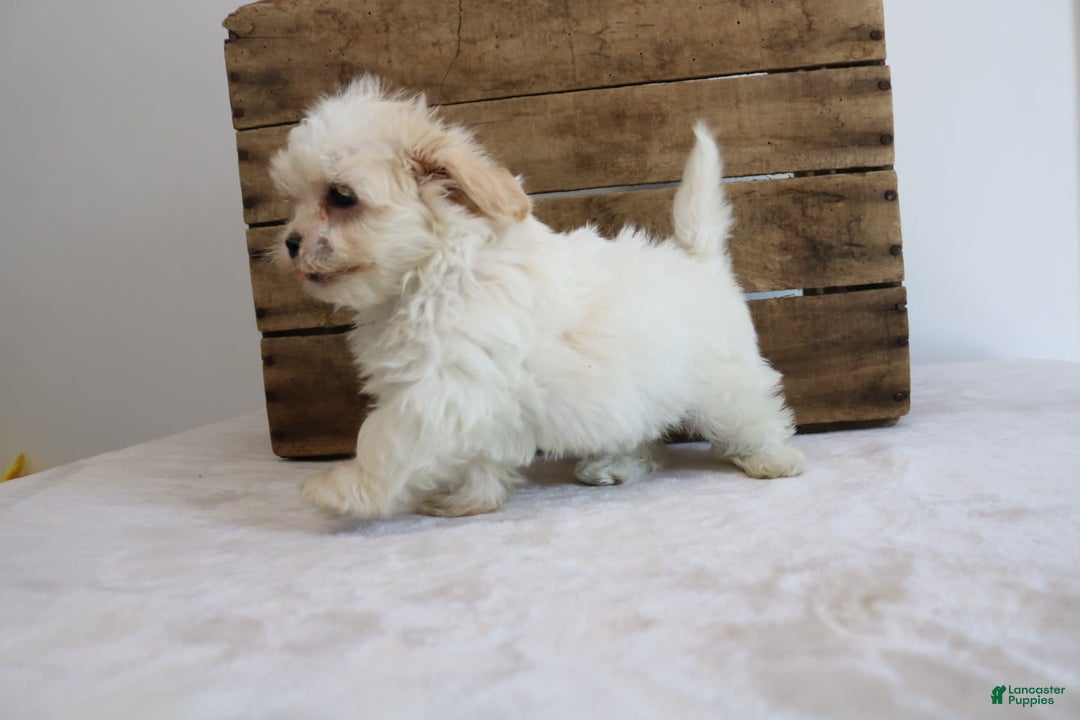 Teddy Bear dogs for sale: Karly - Image 11