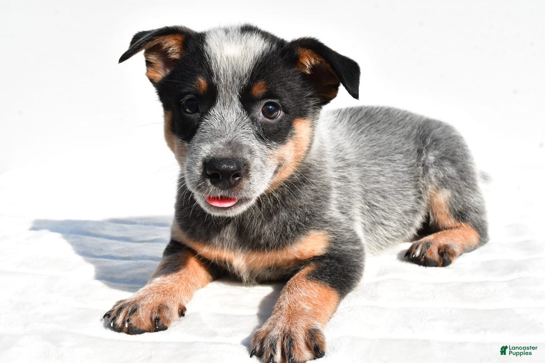 Australian Cattle Dog dogs for sale: Amber - Image 2