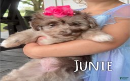 Aussiedoodle dogs for sale: Junie - Image 1