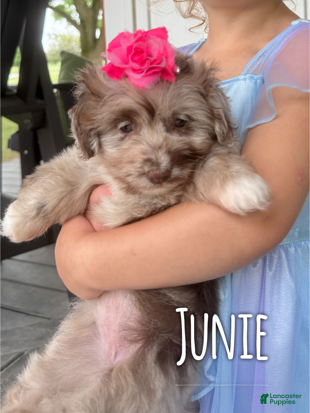 Aussiedoodle dogs for sale: Junie - Image 1