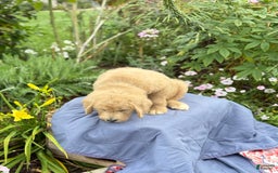 Goldendoodle dogs for sale: Jaden - Image 3