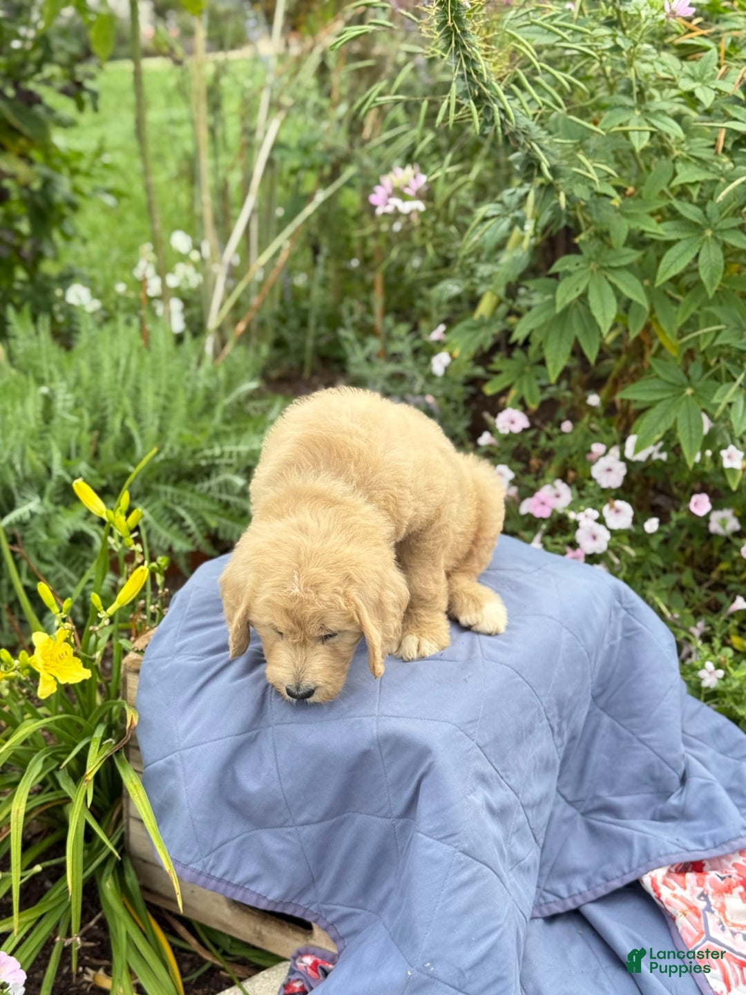 Goldendoodle dogs for sale: Jaden - Image 3