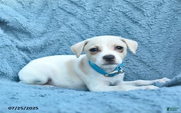 Toy Fox Terrier dogs for sale: Savannah - Image 1