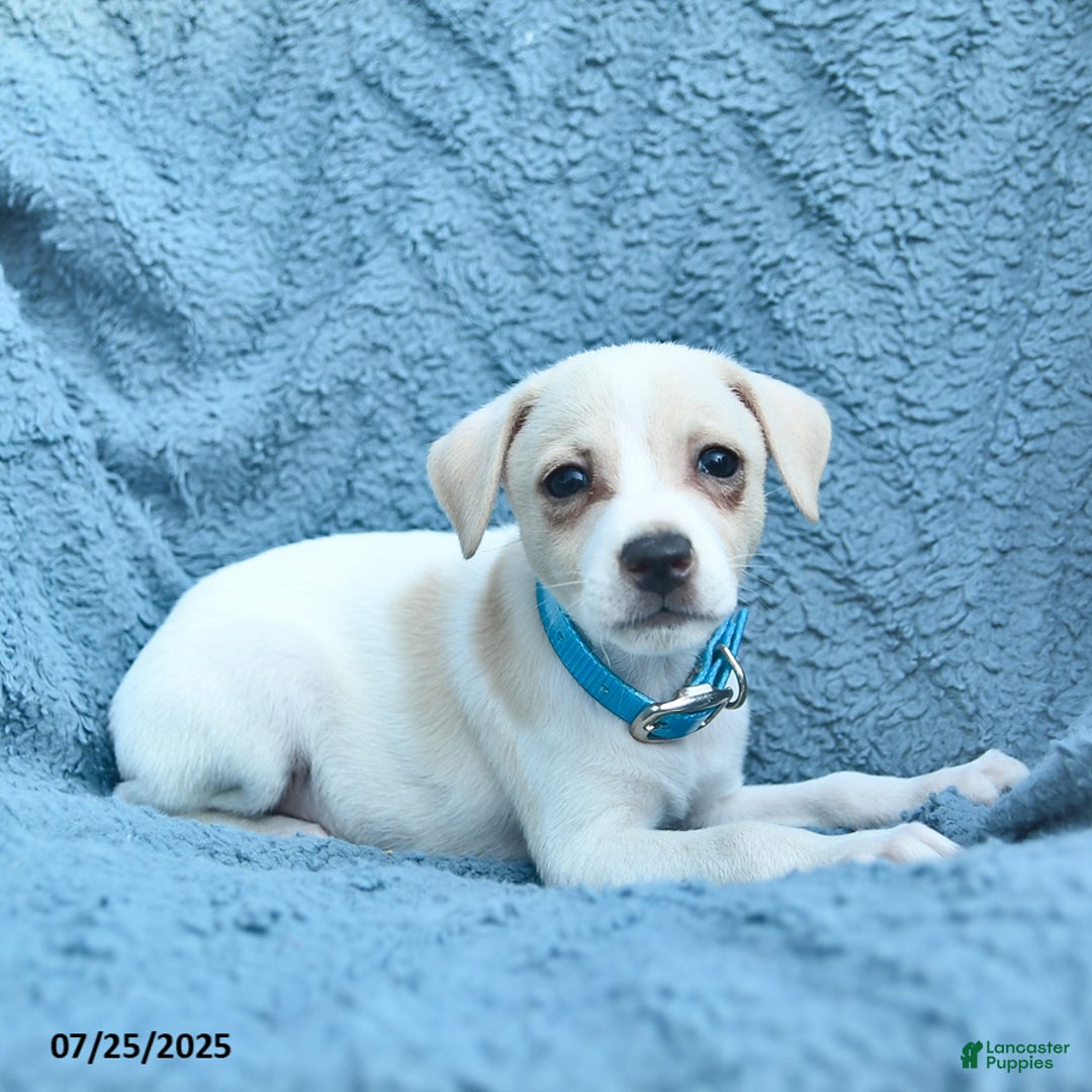 Toy Fox Terrier dogs for sale: Savannah - Image 1