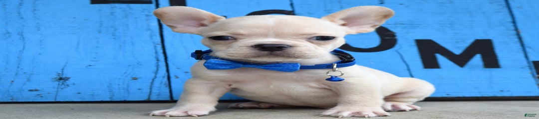 Finn