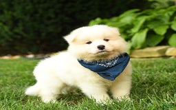 Samoyed dogs for sale: Lake - Image 5