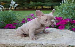 French Bulldog dogs for sale: Ellie - Image 5