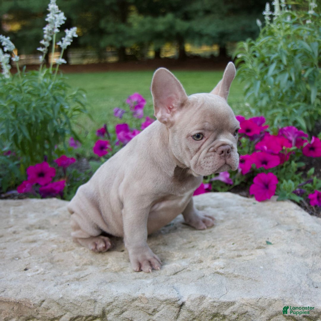 French Bulldog dogs for sale: Ellie - Image 5