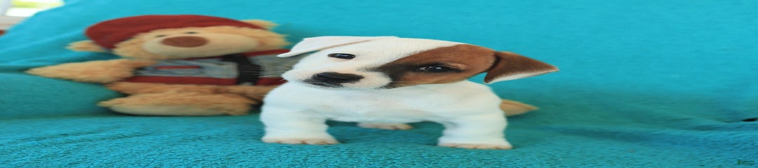 Jasper