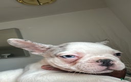 French Bulldog dogs for sale: French Bulldog 2 puppies - Image 5