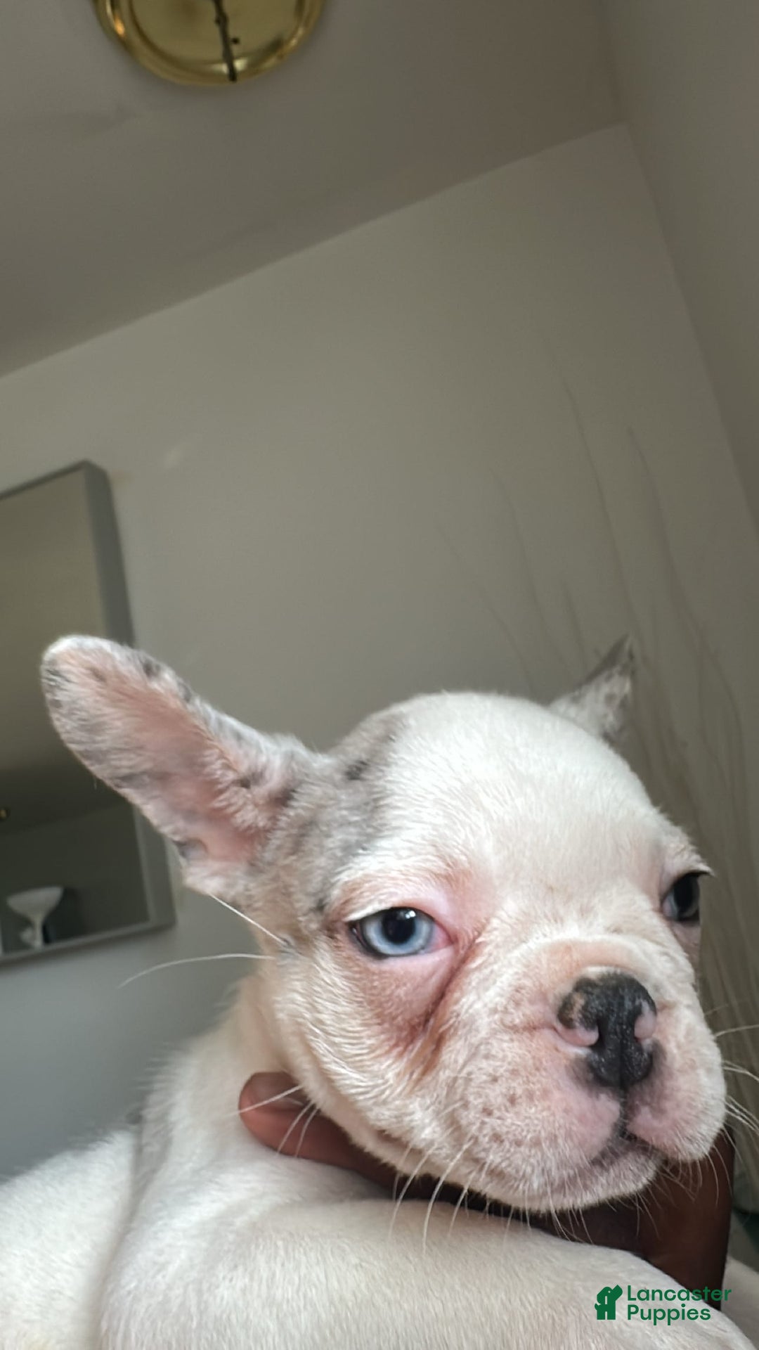 French Bulldog dogs for sale: French Bulldog 2 puppies - Image 5