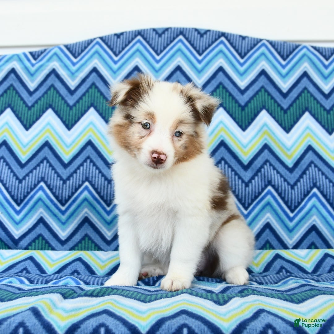 Miniature Australian Shepherd dogs for sale: Miniature Australian Shepherd 5 puppies - Image 2