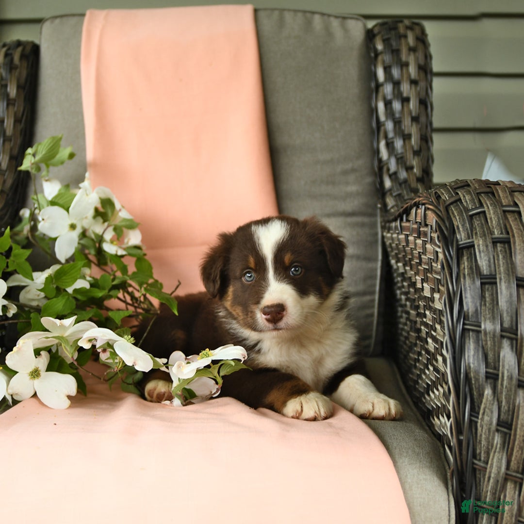Australian Shepherd dogs for sale: Elvis - Image 6