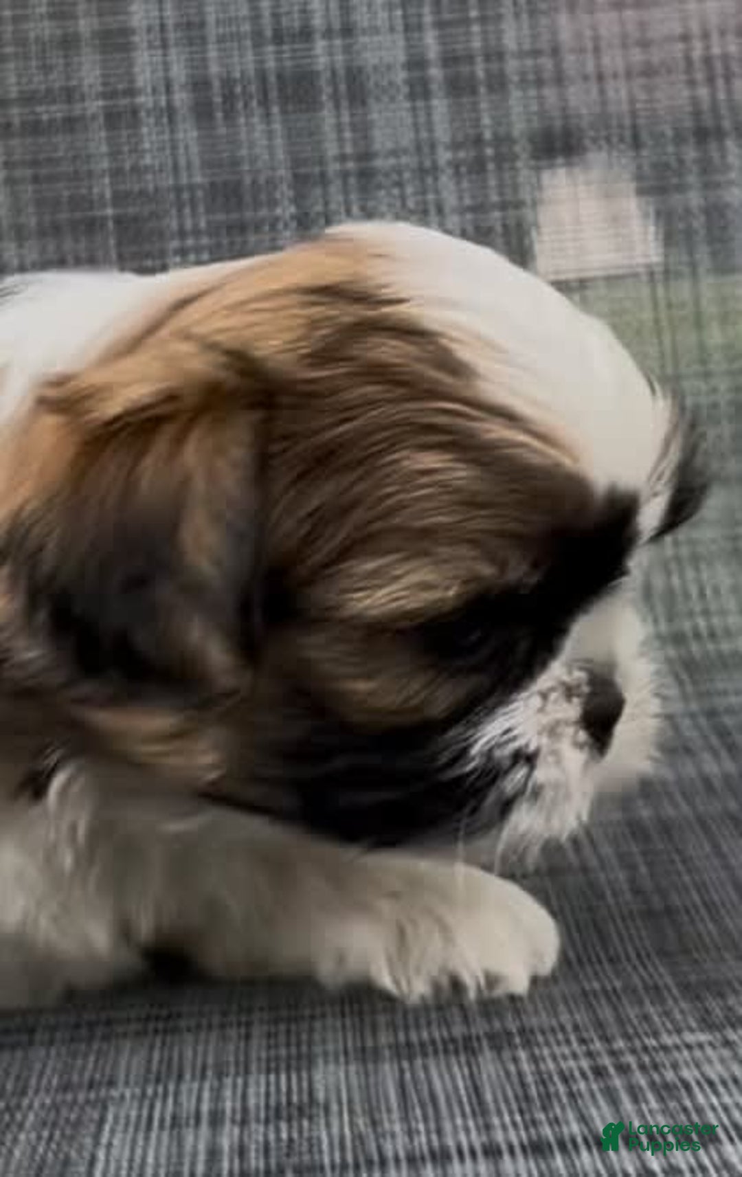 Shih Tzu dogs for sale: Biscuit - Image 1