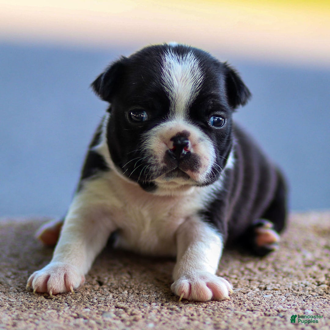 Boston Terrier dogs for sale: Pearl - Image 7