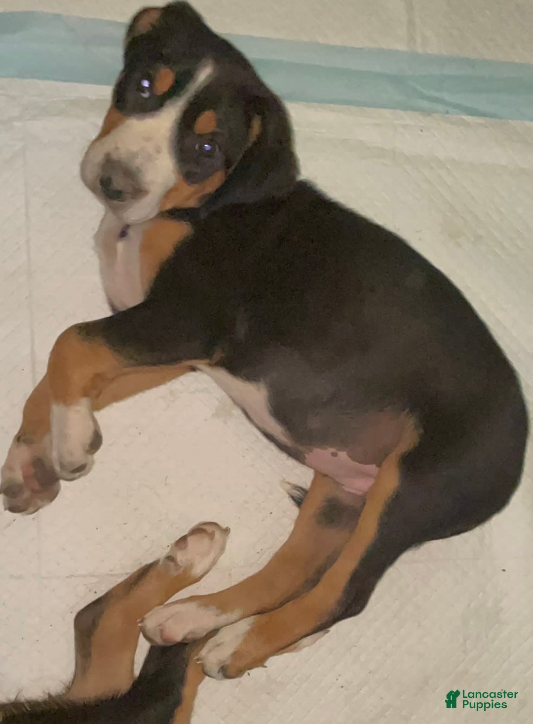 Greater Swiss Mountain Dog dogs for sale: Julep - Image 6