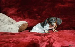 Miniature Dachshund dogs for sale: DOTTIE - Image 7