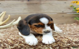 Beagle dogs for sale: Charlie - Image 2
