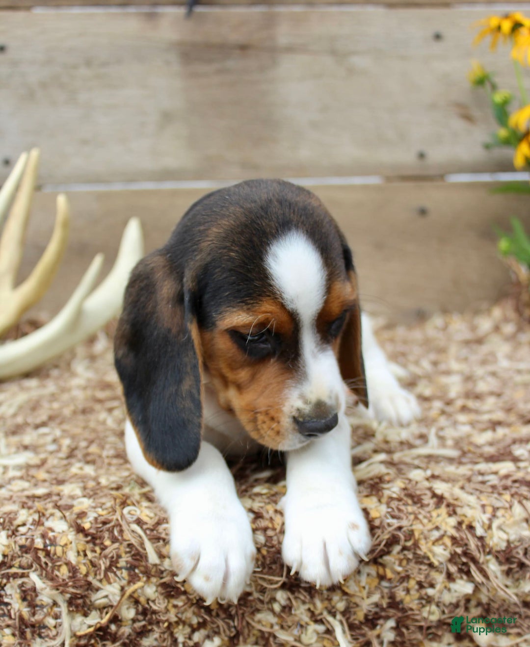 Beagle dogs for sale: Charlie - Image 2