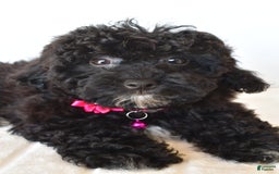 Bichpoo dogs for sale: Roxan - Image 3