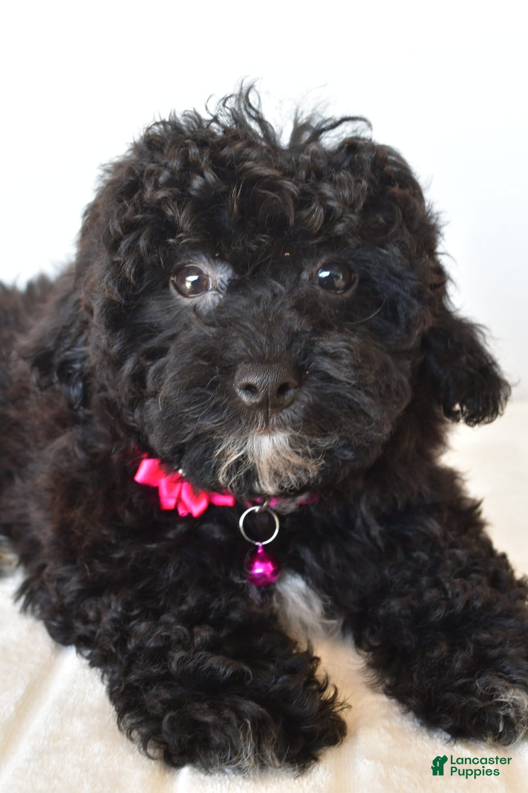 Bichpoo dogs for sale: Roxan - Image 3