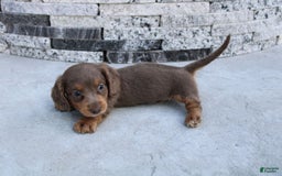 Miniature Dachshund dogs for sale: Bingo - Image 6