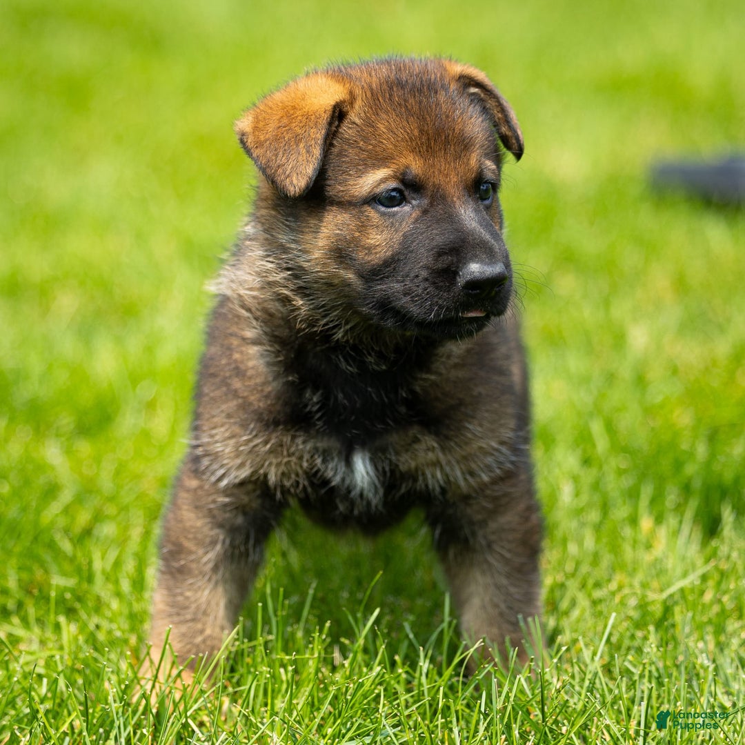 German Shepherd dogs for sale: Freya - Image 15