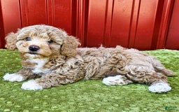 Miniature Poodle dogs for sale: Brenda - Image 3