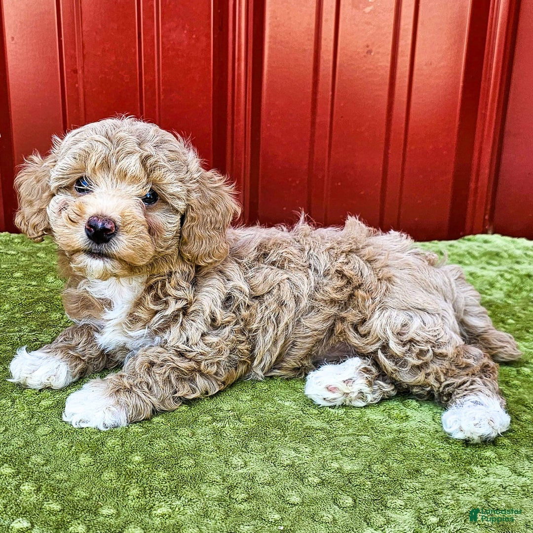 Miniature Poodle dogs for sale: Brenda - Image 3