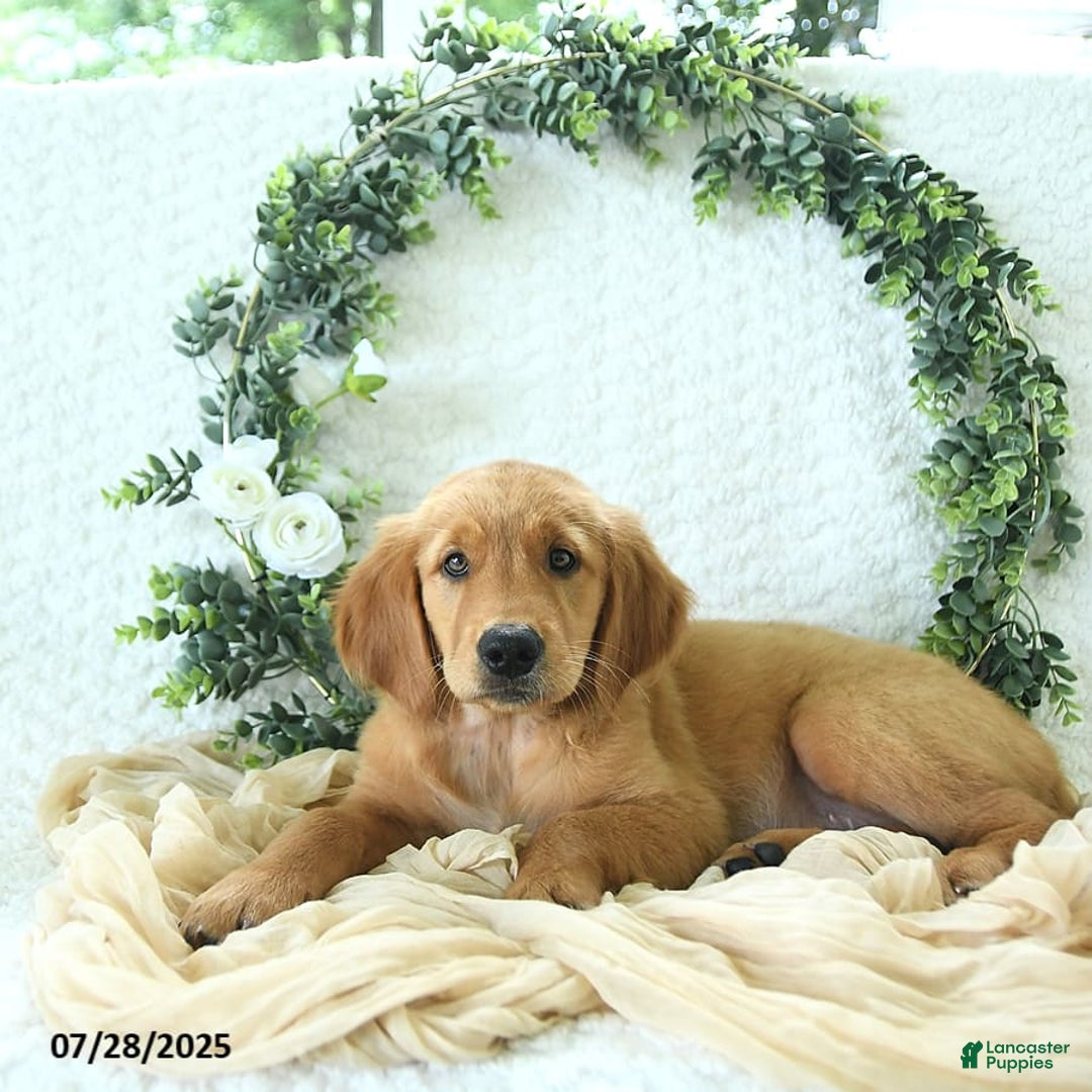 Golden Retriever dogs for sale: Allie - Image 5