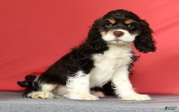 Cocker Spaniel dogs for sale: Gumbo - Image 9