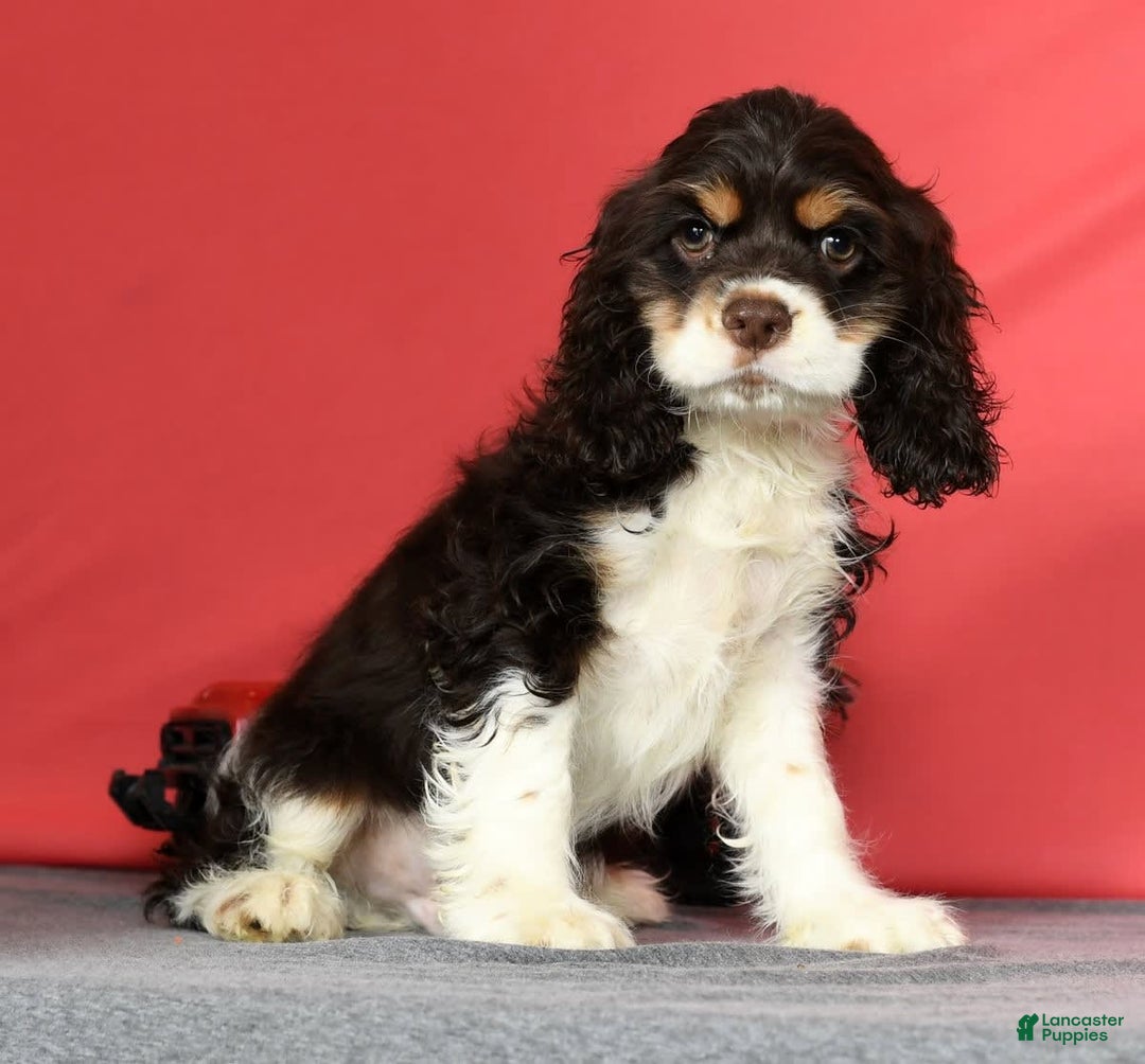 Cocker Spaniel dogs for sale: Gumbo - Image 9
