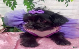 Shorkie dogs for sale: Little Prada - Image 7