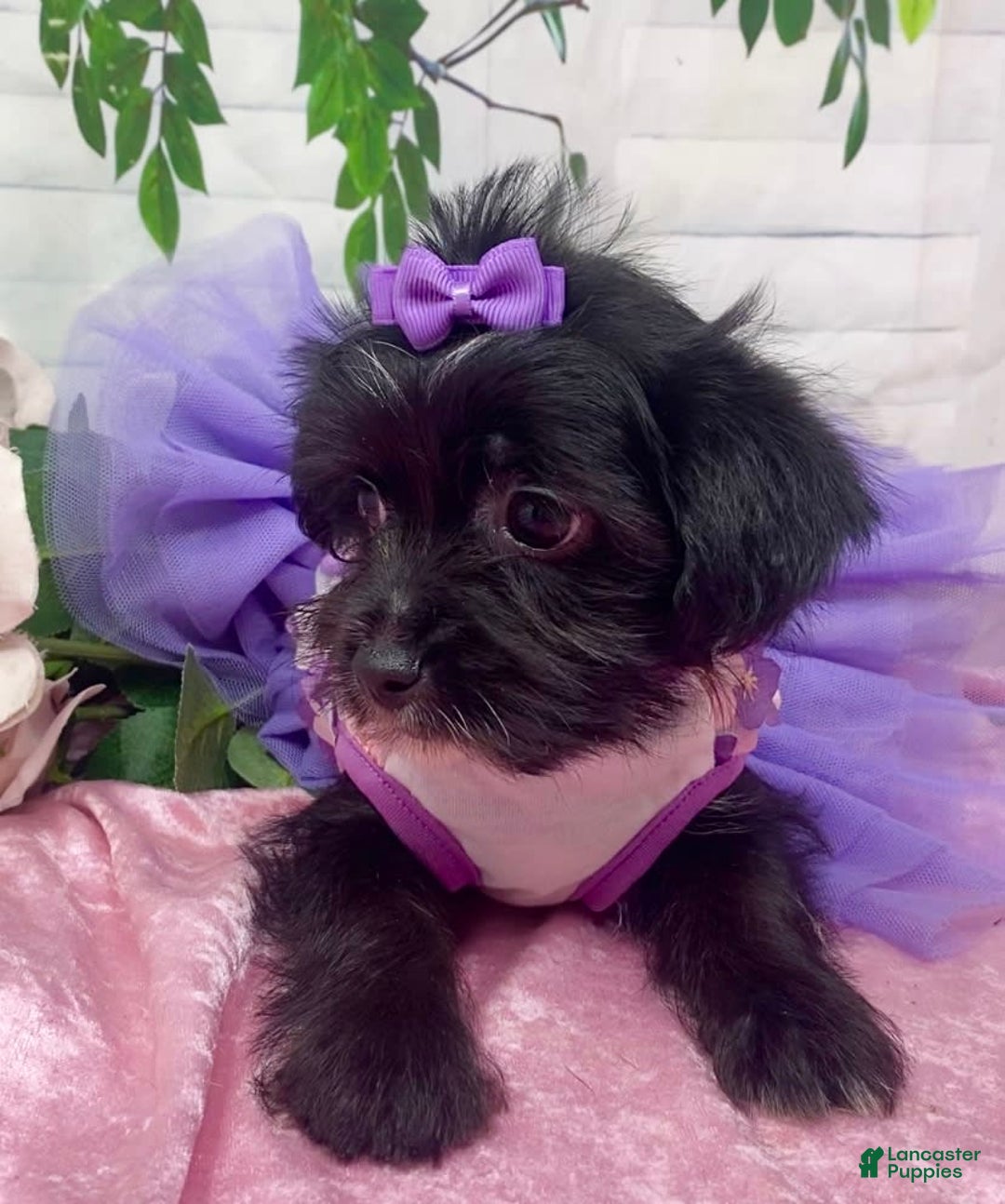 Shorkie dogs for sale: Little Prada - Image 7