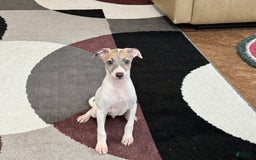 Italian Greyhound dogs for sale: Jaden - Image 1