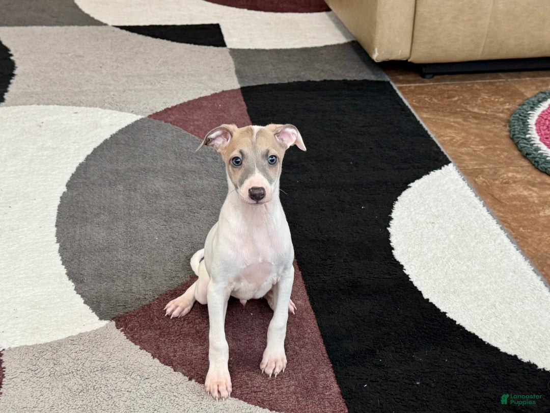 Italian Greyhound dogs for sale: Jaden - Image 1