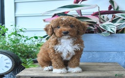 Mini Goldendoodle dogs for sale: Paris - Image 4