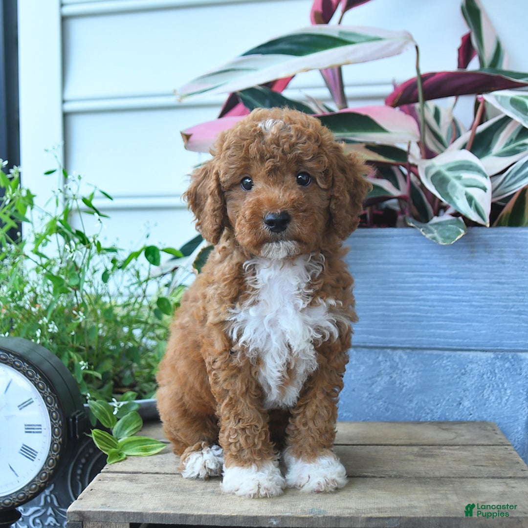 Mini Goldendoodle dogs for sale: Paris - Image 4