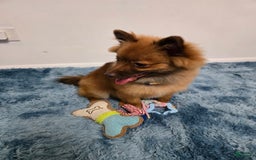 Pomeranian dogs for sale: Milo - Image 9