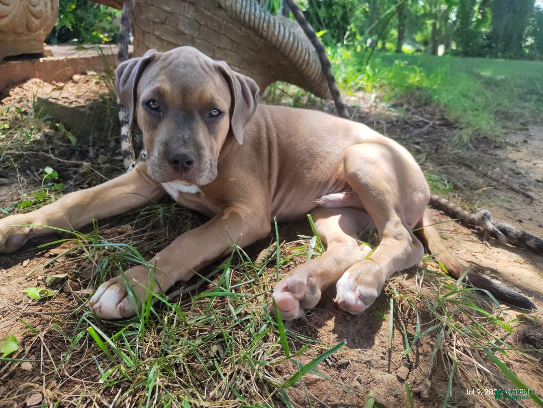 American Bully dogs for sale: Diesel - Image 3