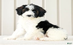 Miniature Poodle dogs for sale: Kolton - Image 1