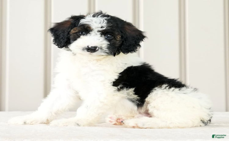 Miniature Poodle dogs for sale - Ad 5