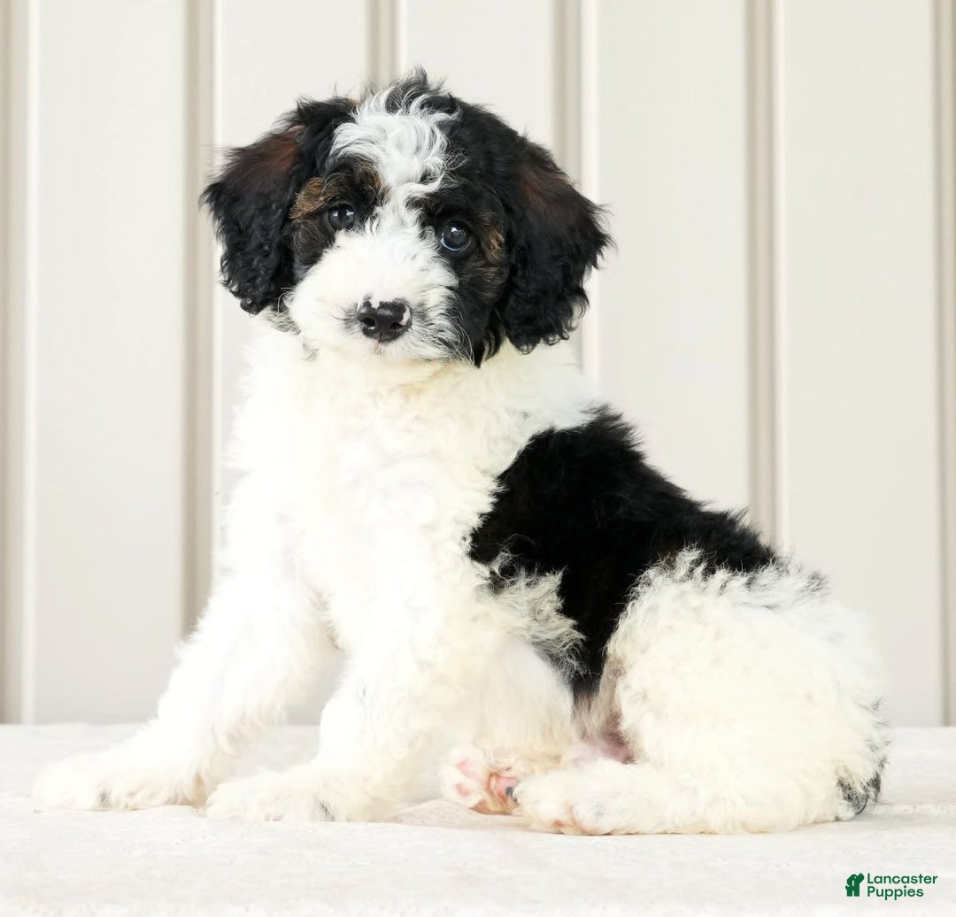 Miniature Poodle dogs for sale: Kolton - Image 1