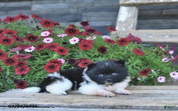Pomeranian dogs for sale: Chief - Image 5