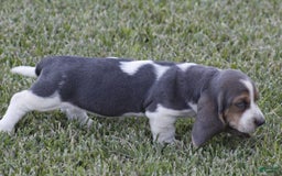 Basset Hound dogs for sale: Ann - Listing for pets: Ann, DEB, Flo, IDA, Jed, Ned, Ted - Image 1