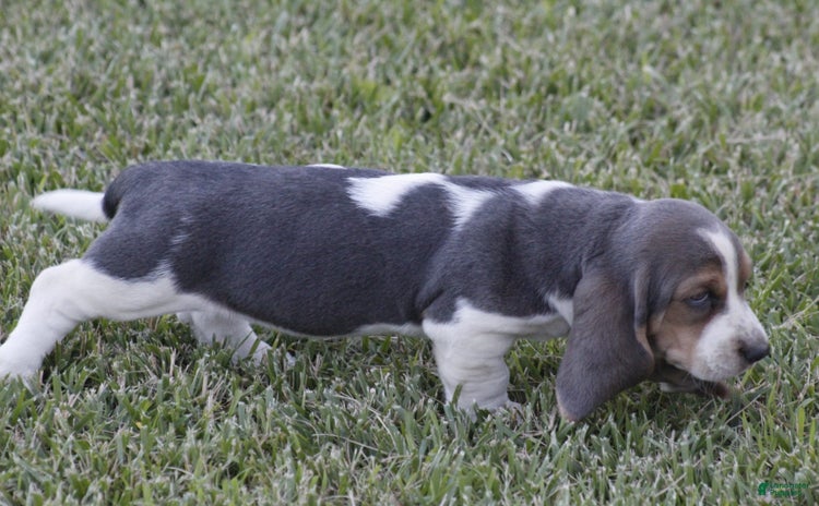 Basset Hound dogs - Advert 7