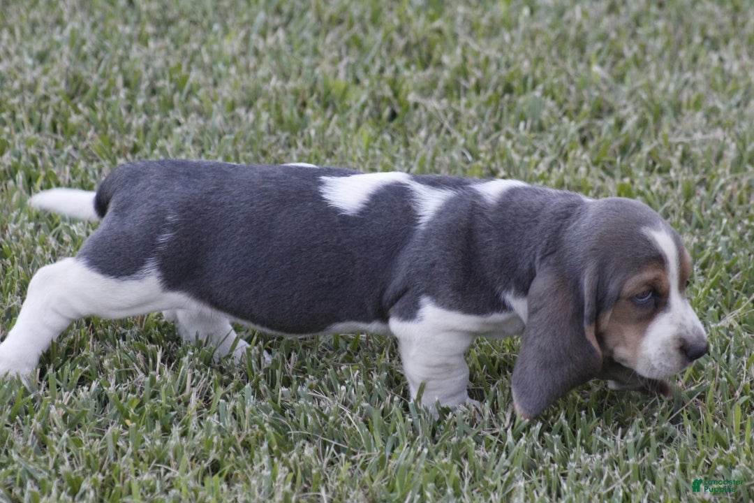 Basset Hound dogs for sale: Ann - Listing for pets: Ann, DEB, Flo, IDA, Jed, Ned, Ted - Image 1