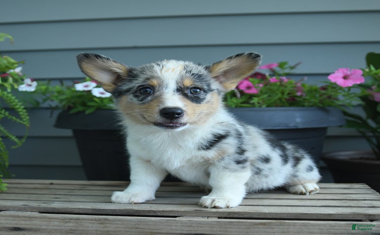 Welsh Corgi Pembroke dogs - Advert 25