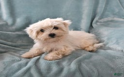 Maltese dogs for sale: Stardust - Image 11